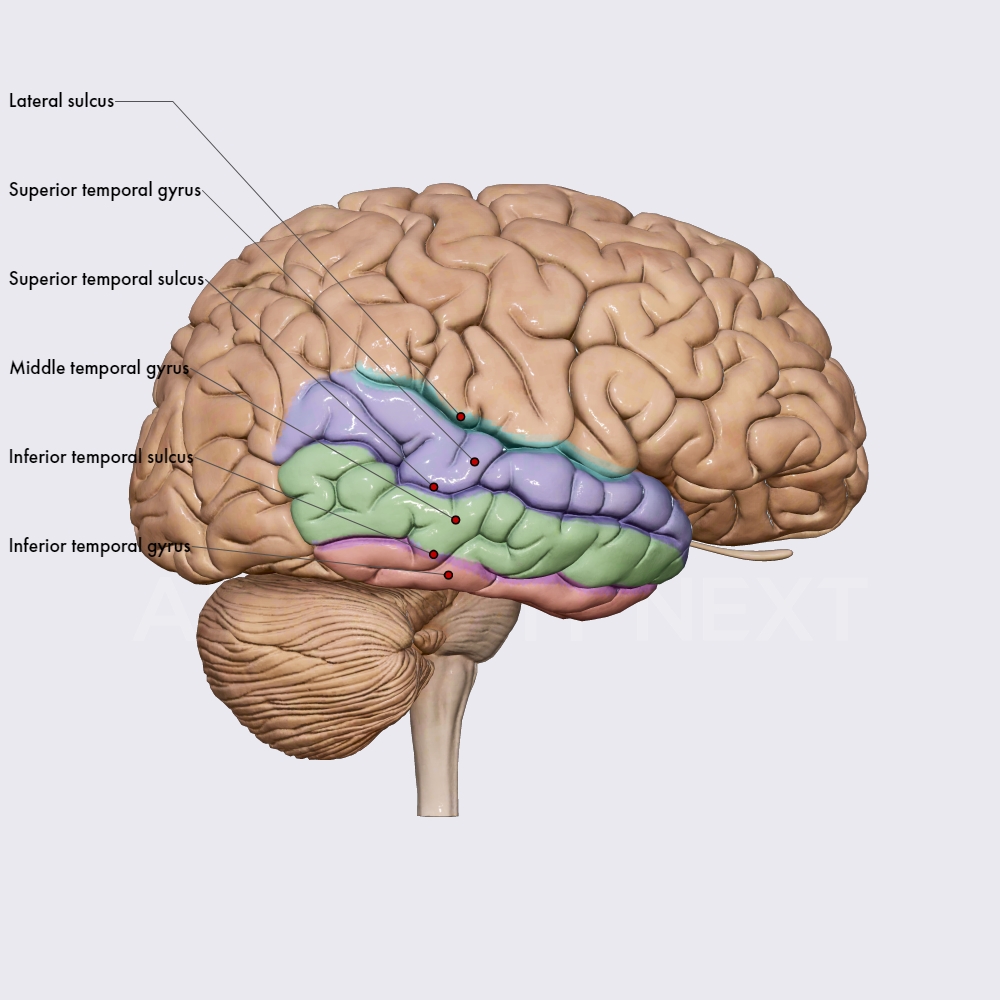 Temporal lobe: sulci and gyri